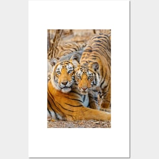 Mother tigress and Cub Posters and Art